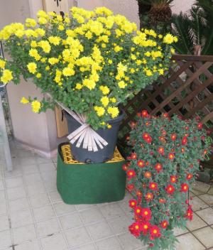 菊花展の様子