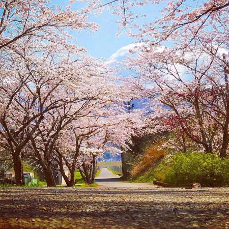 牧駅の桜並木の画像