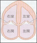 循環器検査（1）の画像