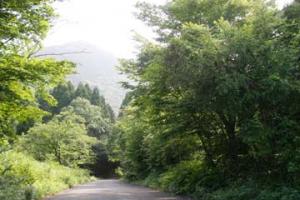 大江山の木々の画像