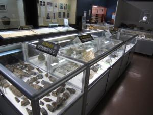 夜久野町化石・郷土資料館　夜久野産出化石の展示