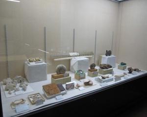 化石・郷土資料館内　アンモナイトなどの展示