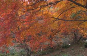 宝山公園　もみじが真っ赤に色づく