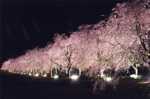 見事に咲き誇り桜のトンネルを作るヤエベニシダレザクラのライトアップ