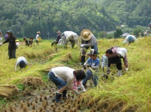 毛原の棚田で稲刈りをしている画像