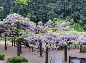 才ノ神の藤を全体的に写した画像