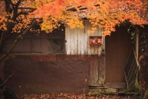 大江山の紅葉