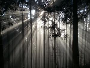 雲海に包まれた姫髪山山中の写真