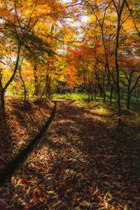 三段池公園の紅葉